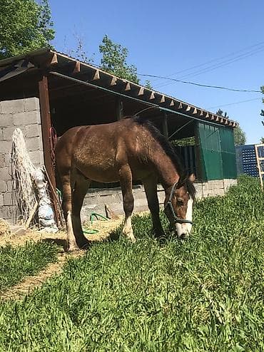 утята муларды купить: Продаю | Жеребец | Полукровка | Конный спорт | Племенные — 5