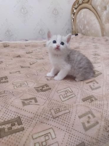Скотиш Страйт (Шотландская прямоухая), 1 месяц, Мальчик, Биколор, Приучена к лотку
