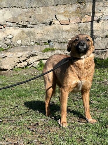 Ищем дом для молодой девочки. Стерилизована и привита. Привезём сами at lalafo.kg Ищем дом для молодой девочки. Стерилизована и привита. Привезём сами