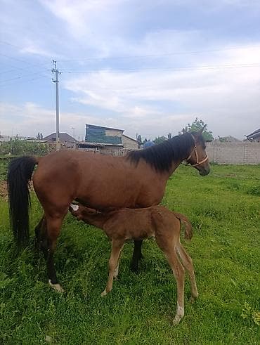 Продаю | Кобыла (самка) | Английская | Для разведения | Племенные
