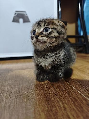 Продажа кошек: Скотиш Страйт (Шотландская прямоухая), 1 месяц, Девочка, Серый, Приучена к лотку — 5