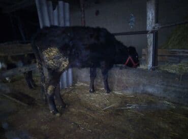 бычок телка: Продаю | Бык (самец) | На откорм | Привязанные — 5