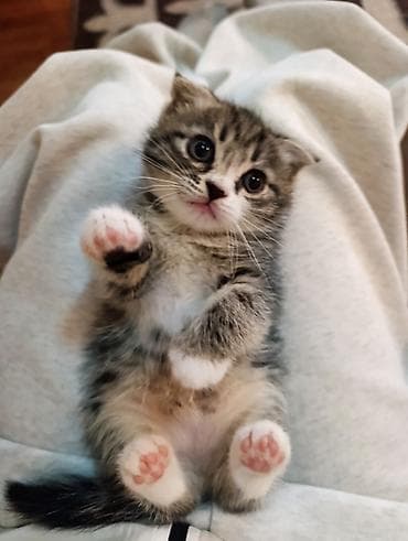 Скотиш Фолд (Шотландская вислоухая), 2 месяца, Мальчик, Приучена к лотку