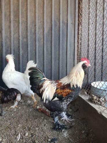 наполнитель для животных: Петушки — 3