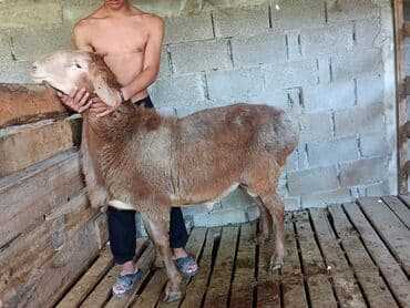 в связи с переездом отдам попугая жако в добрые руки: Продаю | Баран (самец) | Арашан | Для разведения | Племенные — 2