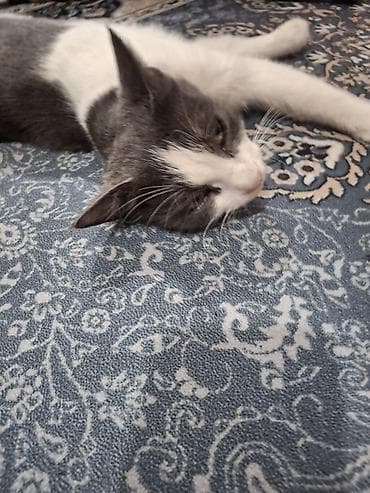 Мышыктар: Мышык бекер берилет: Породасыз, Ургаачы, Лотокко барууга үйрөтүлгөн — 2