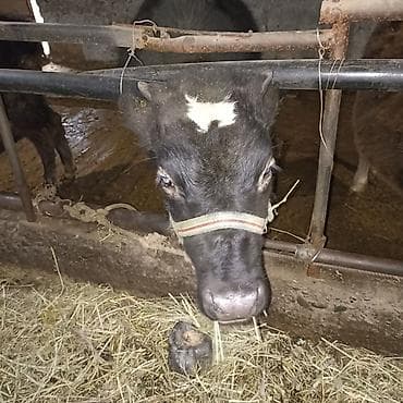 утята суточные: Продаю | Тёлка — 4