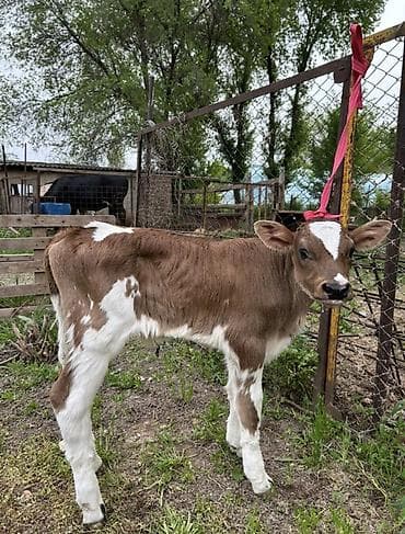 тюк люцерна: Продаю | Музоо, торпок | Швицкая | Для молока | Привязанные — 1