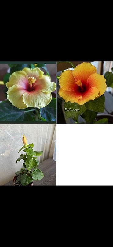 розы садовые: Гибискус 550 сом неприхотливый Калла 550 Денежное дерево 200 сом — 1