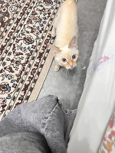 Отдам даром кошку: Кошка даром: Беспородная, Девочка — 1