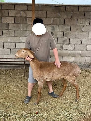 куньминская овчарка: Продаю | Овца (самка), Баран (самец) | Арашан | Для разведения — 5