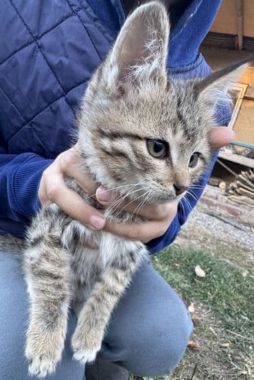 tuxedo порода кошек цена: Кошка даром: Беспородная, 2 месяца, Девочка — 4