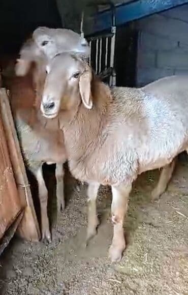 бычки на откорм: Продаю | Баран (самец) | Арашан — 1