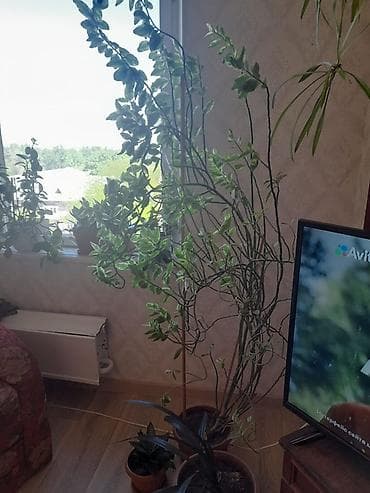 растение для дома и офиса: Только звонить по номеру, в сообщения не отвечаю. Оптом или поштучно — 6