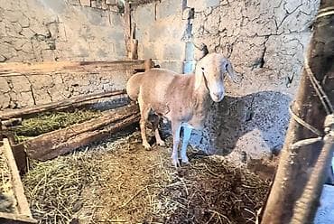 загон: Продаю | Баран (самец) | Для разведения, На забой | Племенные — 3