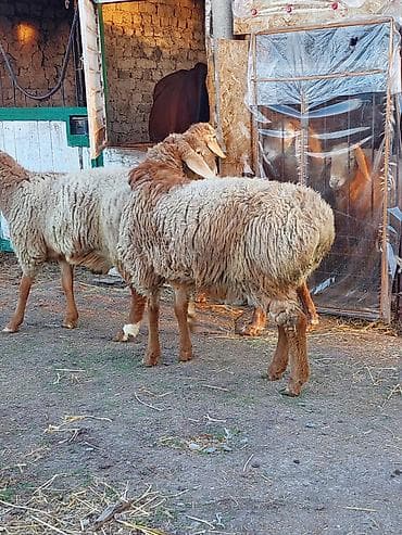 коза битал: Продаю | Баран (самец) | Арашан | Для разведения | Племенные — 1