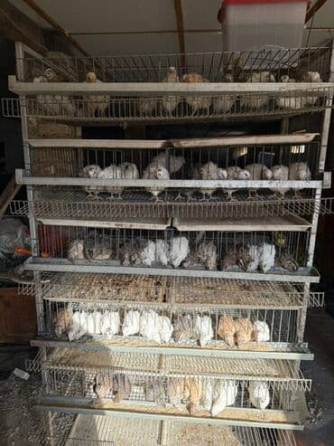 домик для кошки многоуровневый: Клетка для перепелов! - Содержание: многоярусные металлические клетки — 5