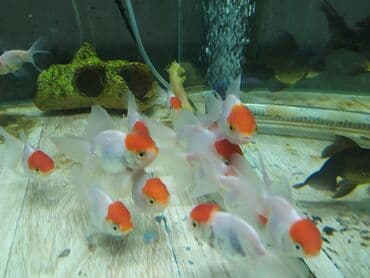 Мышыктар: Золотые рыбки. Разные — 3