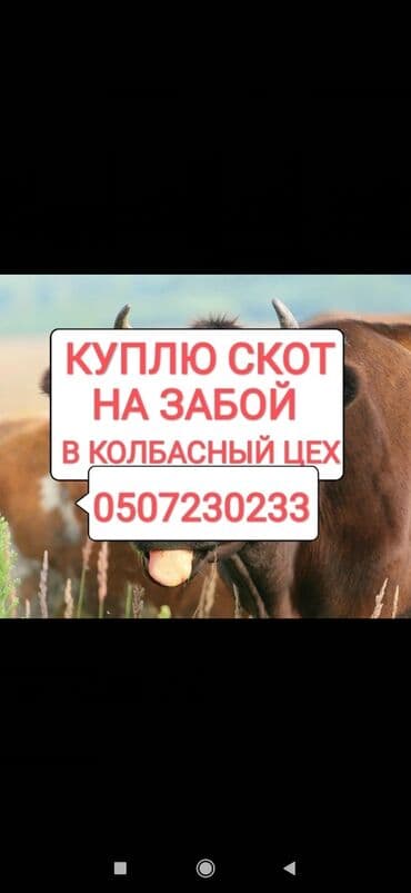 оборудование для кур: Сатып алам | Уйлар, букалар, Жылкылар, аттар, Башка а/ч жаныбарлары | Күнү-түнү, Бардык шартта, Союлган — 1