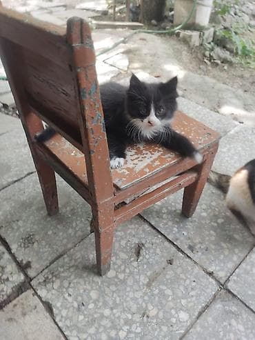 котята каракала в дар: Беспородная, 2 месяца, Мальчик, Черный, Приучена к лотку — 3