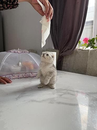 рыжие котята: Чистокровные Шотландские вислоухие котята (скоттиш-фолд) Девочка и — 3