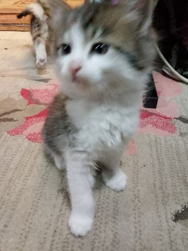 Пушистый котёнок с длинной шерстью и выразительными глазами. Окрас