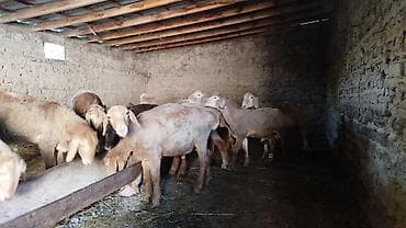 chi su: Продаю | Баран (самец) | Для разведения | Племенные — 3