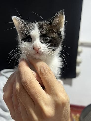 ош кошка: Котята домашние, отдам в хорошие руки Бесплатно привезу по Бишкеку — 2