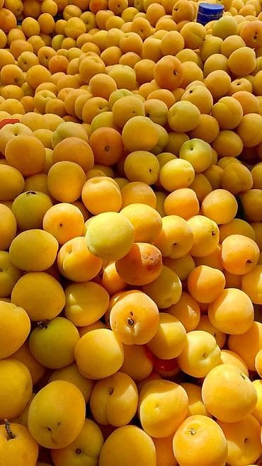 Фрукты: Абрикосы Королевский, Оптом, В розницу — 2