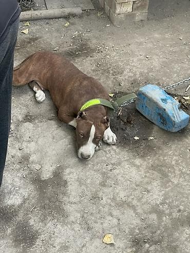 Американский питбультерьер (похож по типу). Окрас: рыжий тигровый с