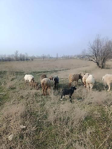 А\ч жаныбралары үчүн товарлар жана шаймандар: Сатам | Ургаачы кой (ургаачы) | Көбөйтүү үчүн | Ургаачы — 4