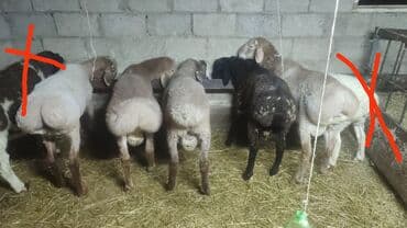 обмен на скатину: Продаю | Баран (самец) | На забой — 1