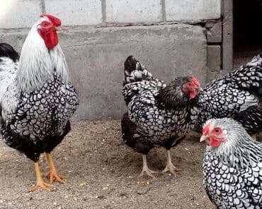 ротвейлер цена щенка: Продаю | Петух | Для разведения — 1