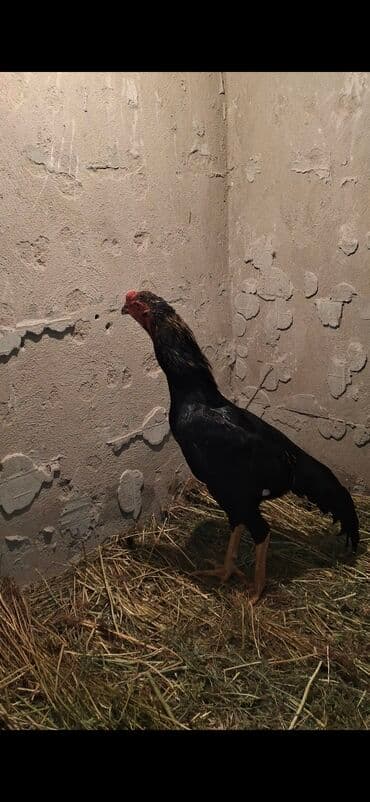 куры доминанты: Продаю | Петух | Бойцовая | Для разведения — 1