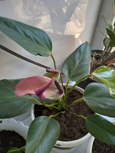 карликовый лимон купить: Антуриум (Anthurium andreanum) в горшке. - Эффектные красные — 6