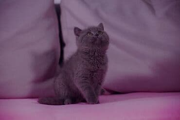 ит атабыз: Британская короткошёрстная, 2 месяца, Девочка, Лиловый — 2