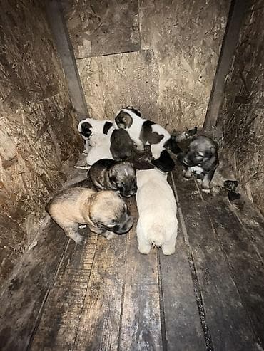 собакам: Щенки от крупных сторожевых собак (алабай) — 4