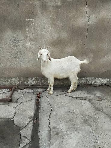 купить ягнят дорпер: Продаю | Коза (самка) | Камори | Для разведения | Племенные — 1