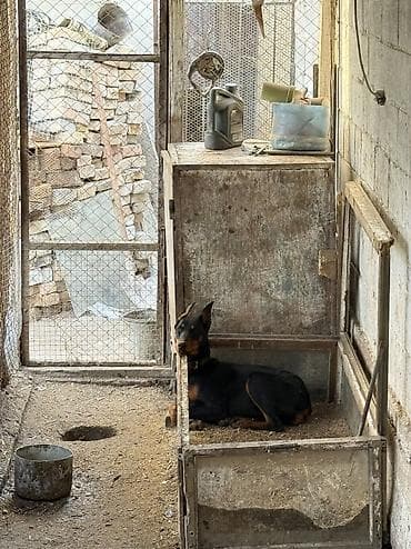 продаю авчарку: Доберман, 8 месяцев, Самка, С прививкой — 2