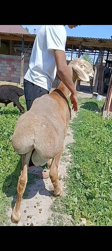 Айыл-чарба жаныбарлары: Сатам | Кочкор (эркек) | Көбөйтүү үчүн | Асыл тукумдуу — 2