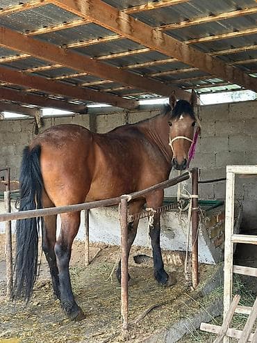 куплю тай: Продаю | Жеребенок | Рабочий | Племенные — 6