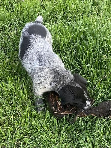 хочу купить щенка немецкой овчарки: Дратхаар 2 месяц — 2