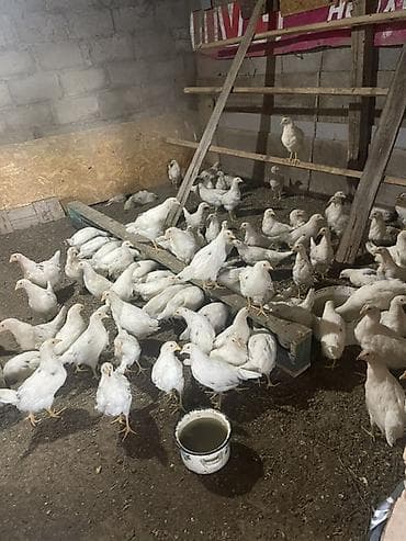 гуси линда: Продаю | Цыплята | Несушки — 2