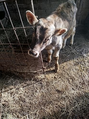 быки 1 5 года: Продаю | Бык (самец) | Швицкая | На откорм | Искусственник — 1