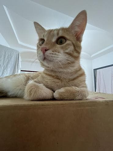 Продажа кошек: Кошка даром: Беспородная, 1 год, Мальчик, Приучена к лотку — 5