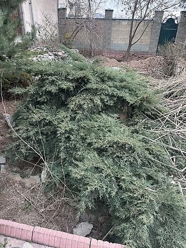 Можжевельник стелющийся (хвойный почвопокровник) 20 лет -