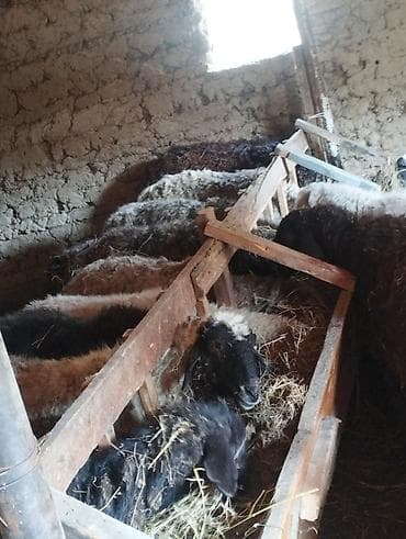 кормушки для баран: Продаю | Овца (самка) | Полукровка | Для разведения | Матка — 8