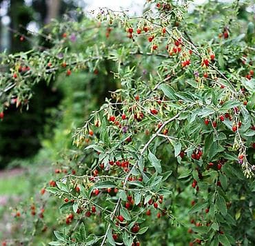 китайский финик: Годжи (Lycium barbarum) — плодоносящий кустарник с вытянутыми — 1
