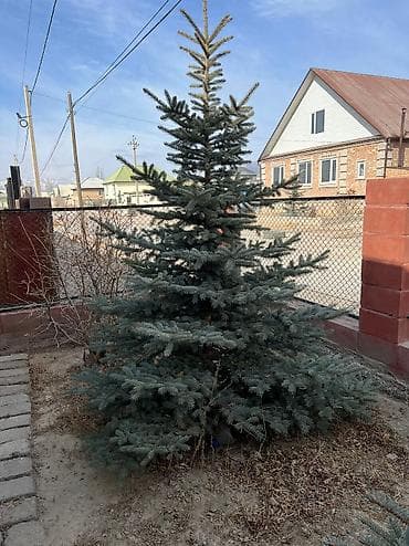 балыкчы пляж: Продаю голубую ель высота 3-3,2 метров 2 шт. Ели находятся в г — 1