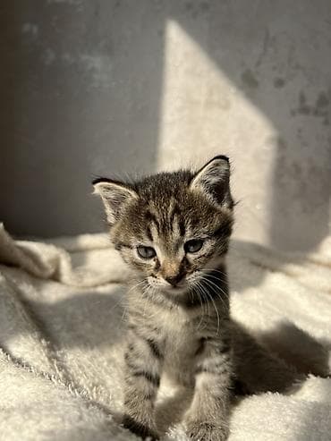 пушистая сиамская кошка: Котята от домашней кошки с яркой сиамской окраской и голубыми глазами — 8